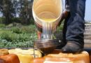 HUACHICOL: LA HERIDA ABIERTA QUE LE CUESTA A MÉXICO MILES DE MILLONES
