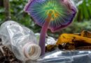 🌱 UN HONGO AMAZÓNICO PODRÍA SALVAR AL PLANETA DEL PLÁSTICO