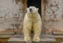 🐻‍❄️&nbsp;OSOS POLARES SE ADUEÑAN DE UNA ESTACIÓN RUSA ABANDONADA: “CASA NUEVA, MISMA NIEVE”